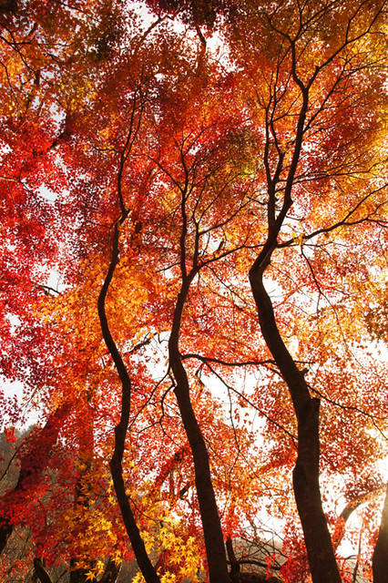 Fall Class Tree Class trees | Flickr