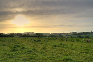 Cullompton Sheep in Field