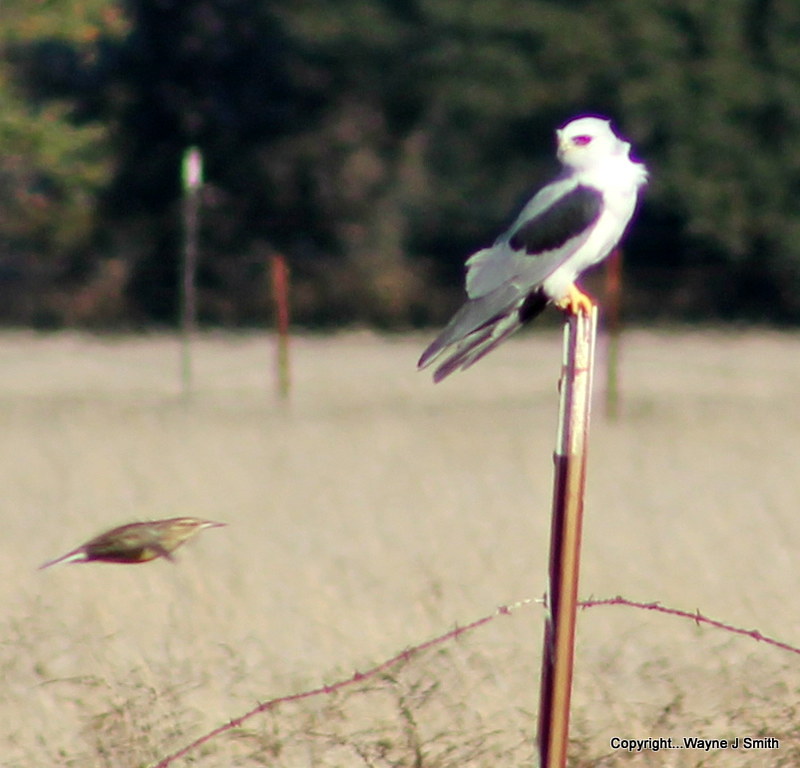 1-White-tailed Kite  11-7-2012 001