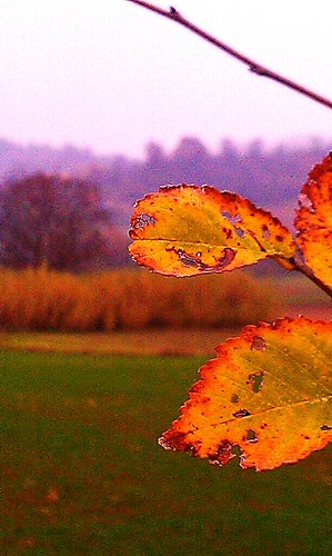Autumn in my land 3 | by maxspidey