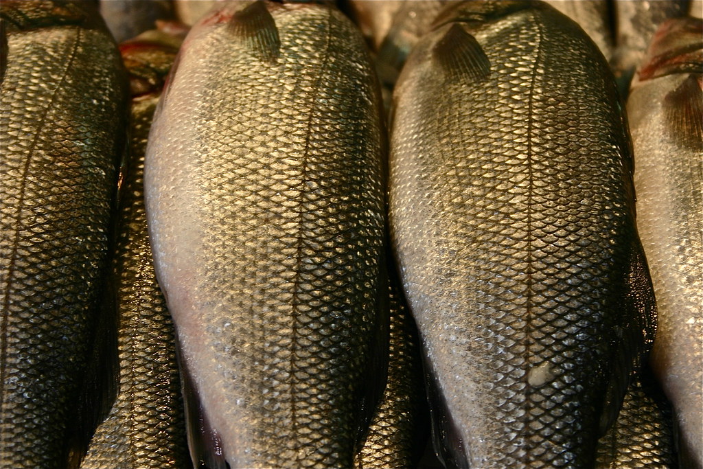 The texture of fish scales- Ten images of things I like