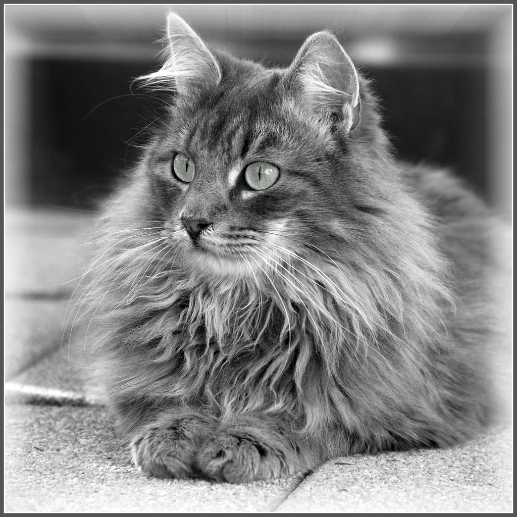 Posing in black and white | Fynn in black and white for a ch… | Flickr
