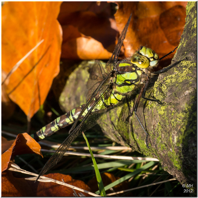 Autumn Dragonfly