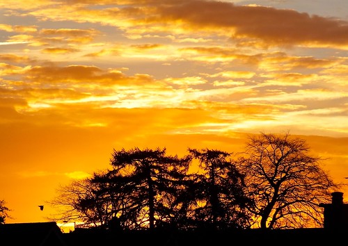 trees sky colour nature sunrise garden