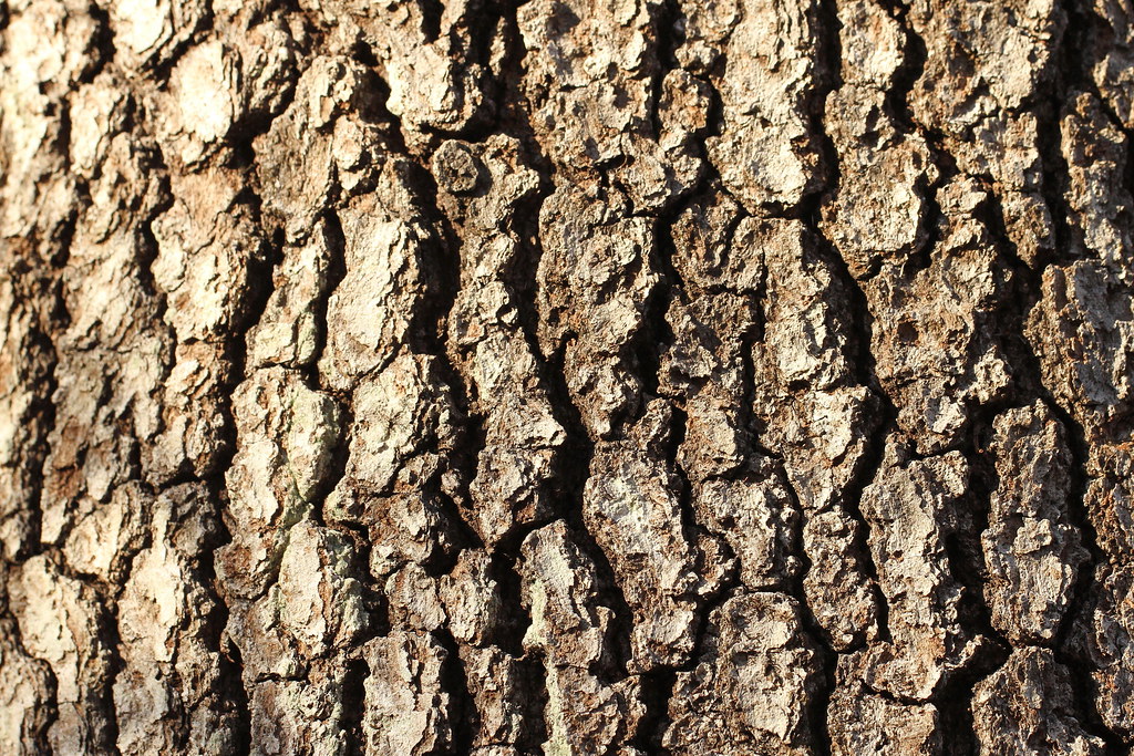 Black Oak Bark | Quercus velutina | Scott Young | Flickr
