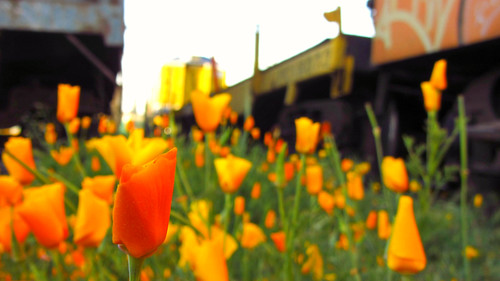 chile flower flor railway patio railyard estación efe rancagua ferroviaria dedaldeoro goldthimble