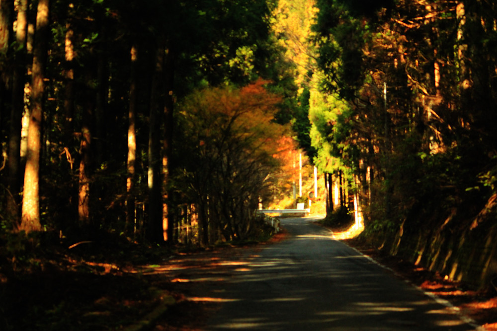 八溝山林道