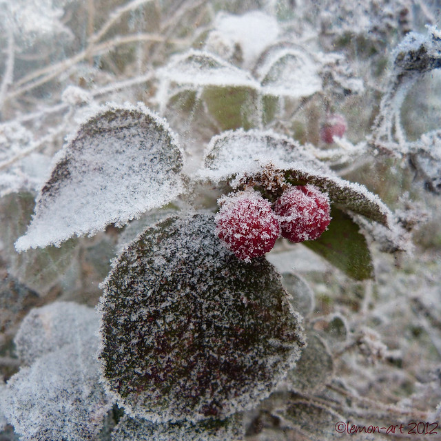 Deep frozen fruit