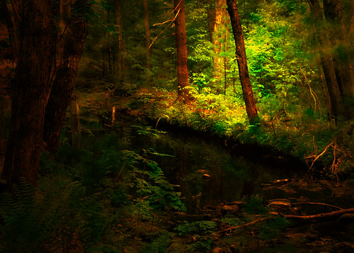 walk woods brook green light landscapes woodedlandscape mainewoods sunlight nature water rocks mirror