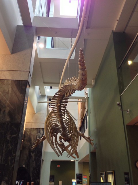 Grey Whale Skeleton at the Royal BC Museum