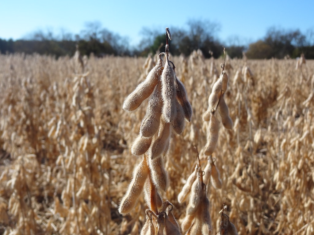 Soybean field, Abbeville Co, sooc, ready for harvest | Flickr