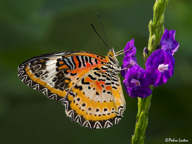 Leopard Lacewing Butterfly, 