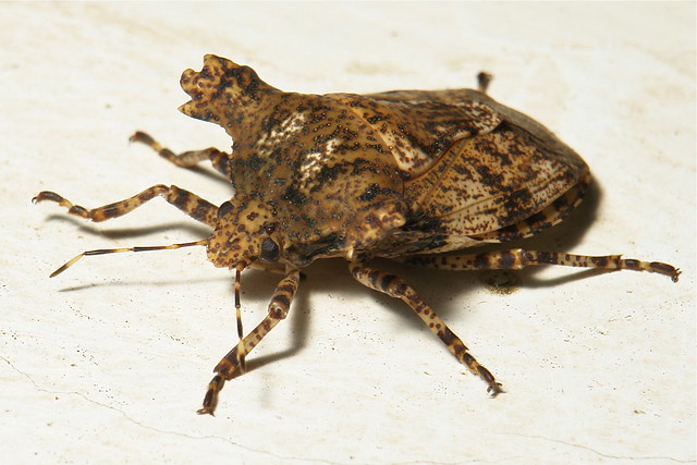 Horned Shield Bug (Placosternum sp., Pentatomidae)