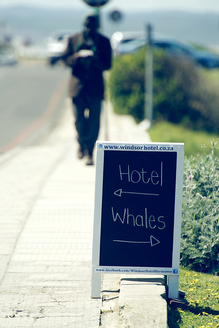 <-- Hotel - Whales -->