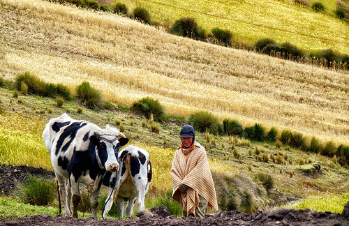 woman highlands ecuador cows native indian greens hay agriculture