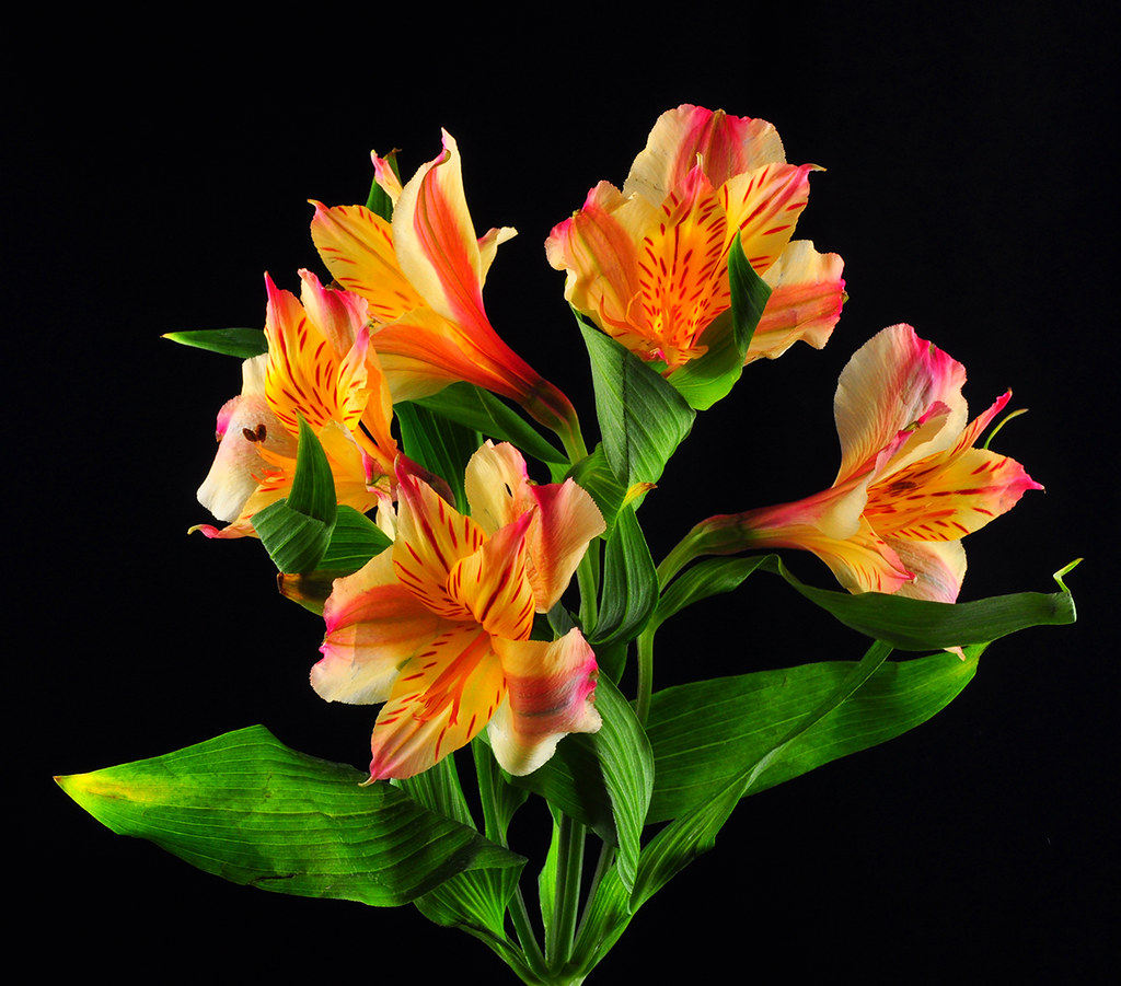 Alstromeria Blossoms | I bought these cut flowers at a local… | Flickr