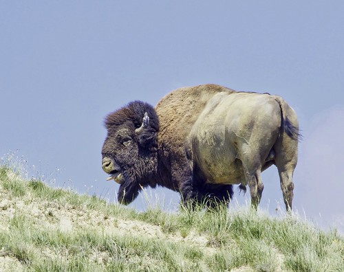 bison buffalo badlands northdakota prairie fabuleuse
