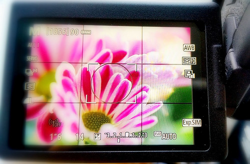 canon eos6dmarkii livewiew visore fiore flower immagine macro display fotografia scena schermolcd fotocamera reflex photographygearequipment photographygear hmm macromondays macromondaystheme franco600d