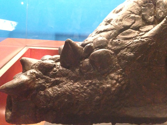 Pachycephalosaurs Skull Nose and Bumps, Stygimoloch, Dracorex Hogwartsia
