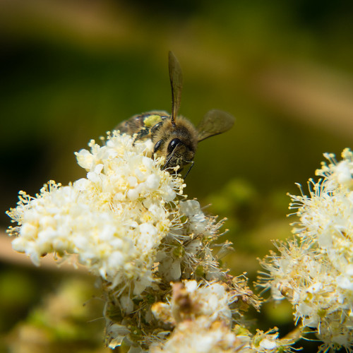 Bee, meadowsweet flowers