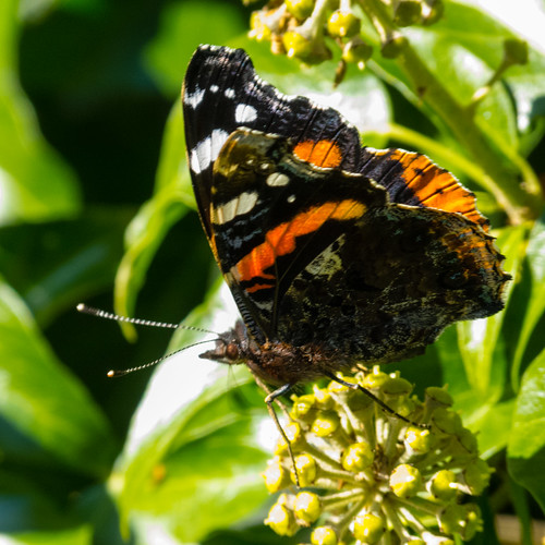 Red admiral butterfly feeding on ivy