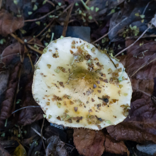 Very faded verdigris mushroom