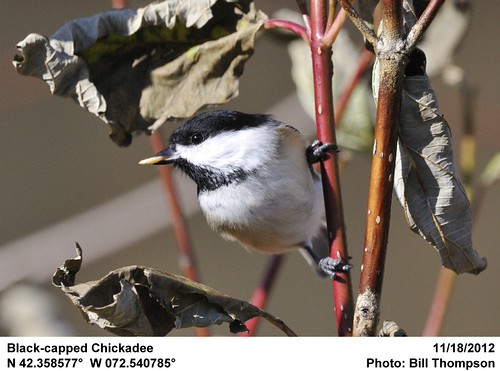 Black-capped Chickadee | by Bill.Thompson