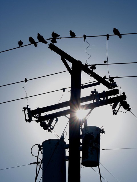 E3_20121124_160133_0020_v01..Birds on a wire.