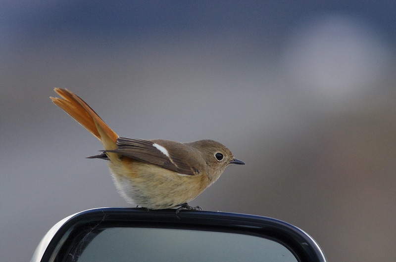 Lovely bird on the side mirror of my car