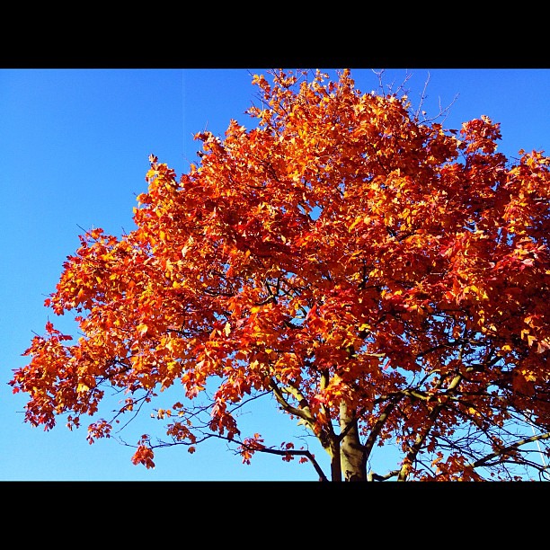 Autumnal colour