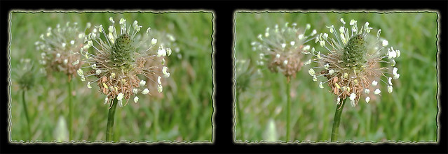 Buckhorn Plantain Flower 1 - Crosseye 3D