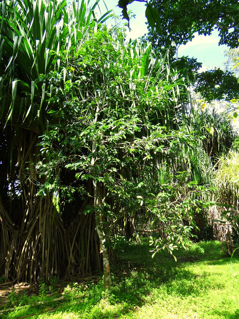 Guanábana [Anona Tree, Soursop Tree] (Annona muricata) - a photo on ...