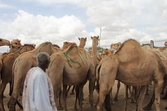 Camel Market (11)