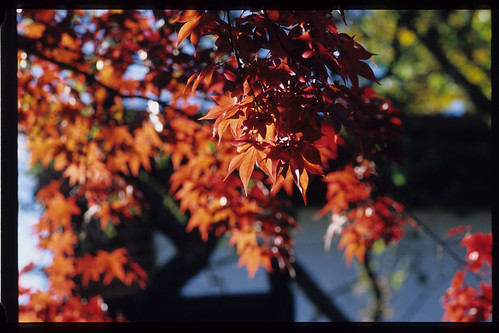 121104-M6-Sonnar-ZM85mm-E100VS-10