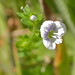 Flickr photo 'Thyme-leaved speedwell, Veronica serpyllifolia.080707' by: Jamie McMillan.