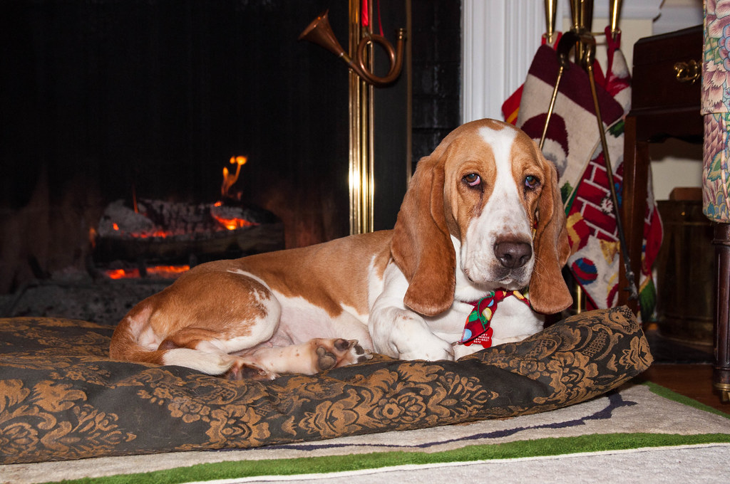 Dixie, 4 year old lemon colored Basset rescue moved into our home yesterday.
