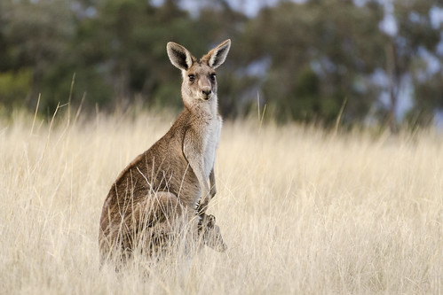 kangaroo joey animal wildlife native bush grass mammal australia manilla newengland newsouthwales nsw nature nikond7000 tamron70300mm