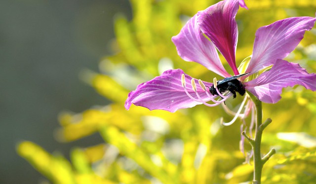 Bee on pink Orchid Tree flower