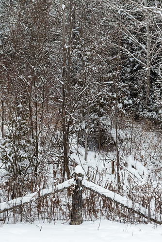 winter snow cold rural forest fence mom woods lindsay