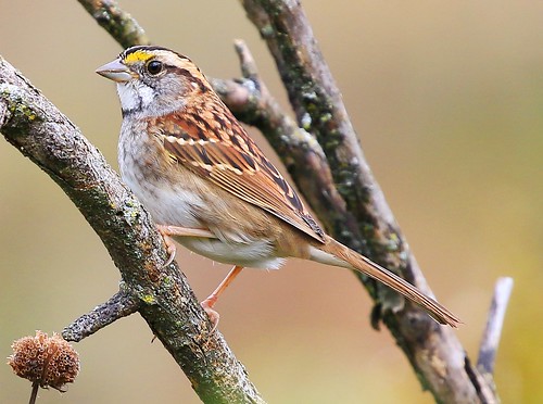 whitethroated sparrow decorah prairie winneshiek county iowa larry reis