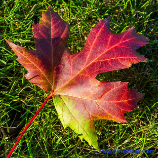 Fall into Winter - Equinox to Solstice #9 - Maple Leaf