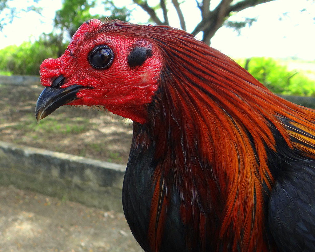 Gallo Guacharaco [Chachalaca Cock] (Gallus gallus domesticus X Ortalis ruficauda ruficauda)