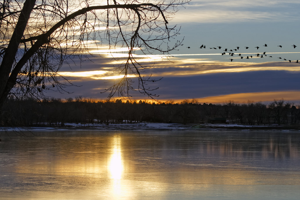Geese leaving Cherry Creek Reservoir at dawn
