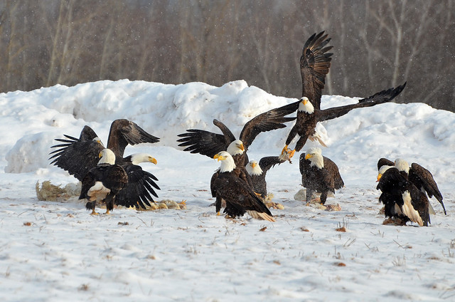 An Eagle Watch Moment - The Feeding Frenzy