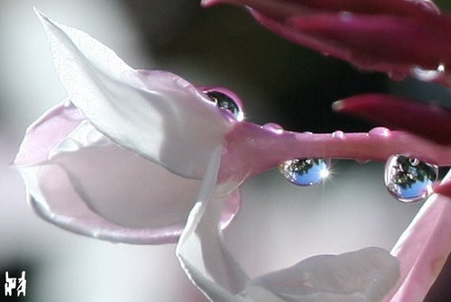 Flower and Water