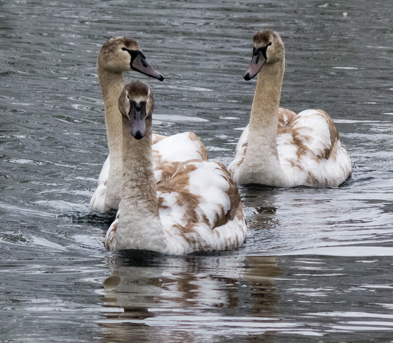 Family of swans approaching