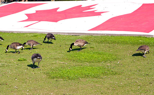 rondeau windsor ontario flag geese canadageese canoneos tamron2875 photoshopelements10