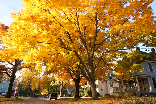 fall autumn colors leaves fallcolors champaign illinois sony sal1680z a77