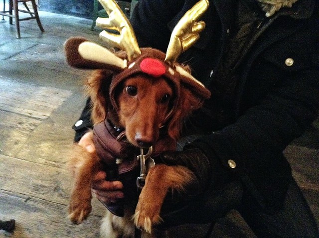 Reindeer dog in Williamsburg