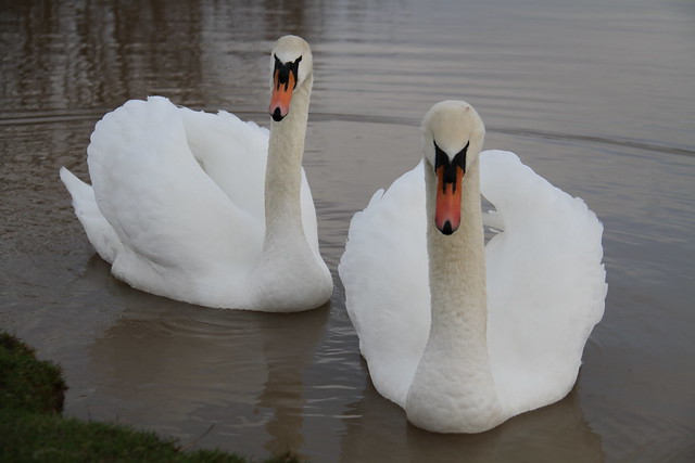 Mute Swans 002